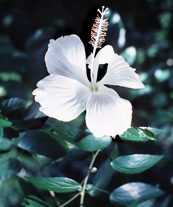 White_flower_DW_