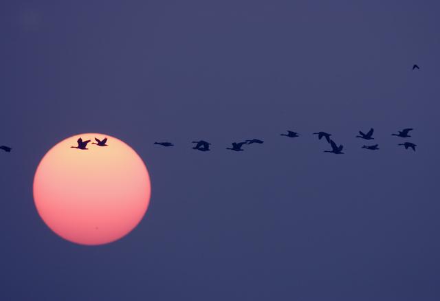 Sunrise geese