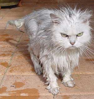 Wet cat