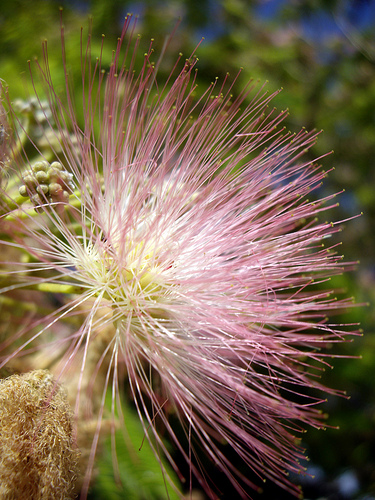 Albizia