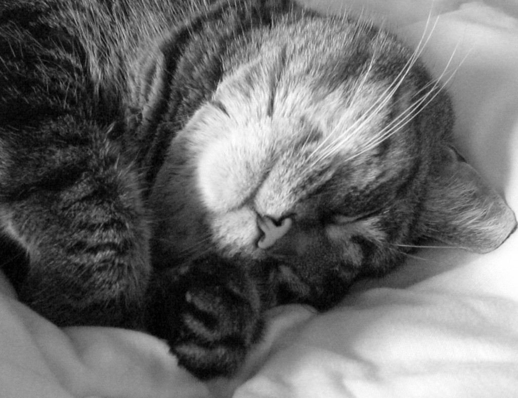 Sleeping_cat_in_black_and_white-1024x786